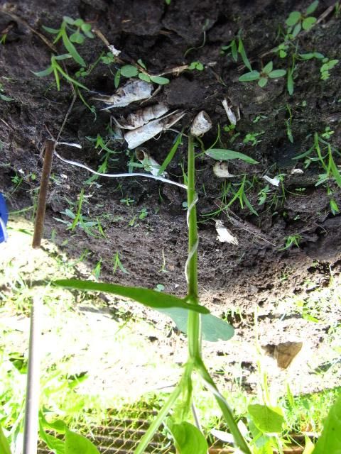  photo IMG_0423_zpsdec602d2.jpg